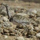 Outarde houbara