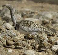 Houbara Bustard