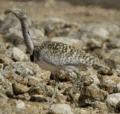 Outarde houbara