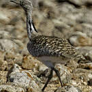 Outarde houbara