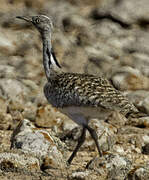 Houbara Bustard