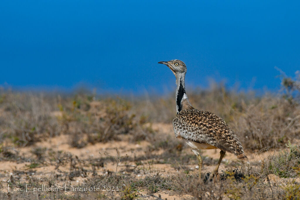 Outarde houbara