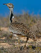 Outarde houbara