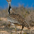 Outarde houbara