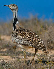 Outarde houbara