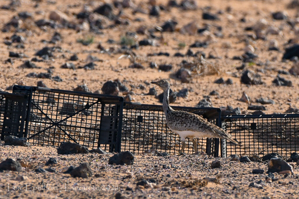 Outarde houbara