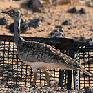 Outarde houbara