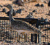 Outarde houbara