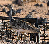 Houbara Bustard