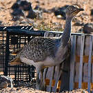 Outarde houbara