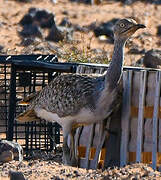 Houbara Bustard