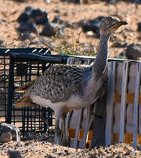 Outarde houbara