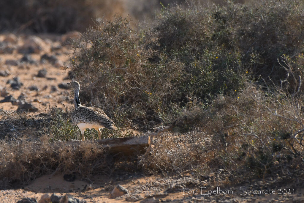 Outarde houbara