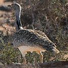 Outarde houbara