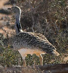 Outarde houbara