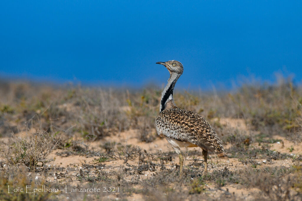 Outarde houbara