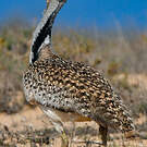 Outarde houbara