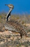 Outarde houbara