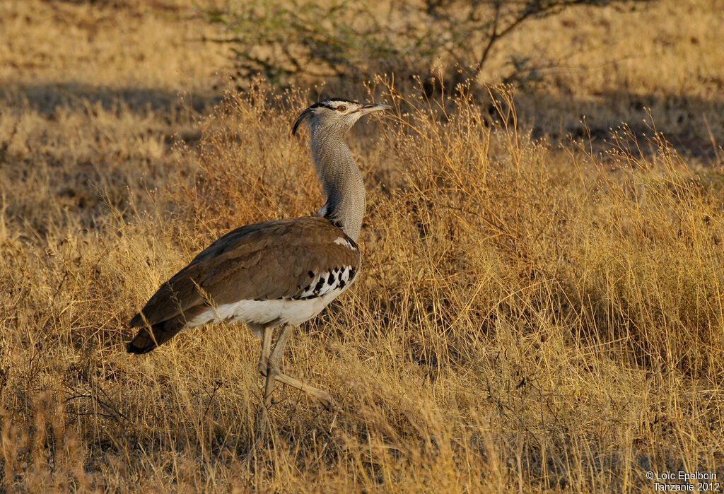 Kori Bustard