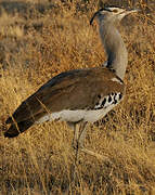 Kori Bustard