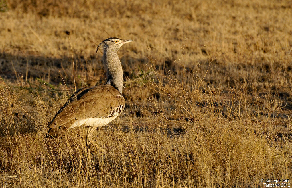 Kori Bustard