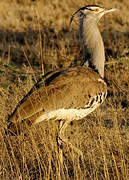 Kori Bustard