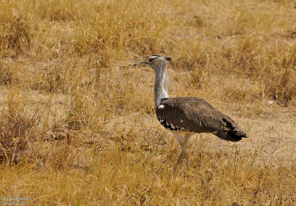 Kori Bustard