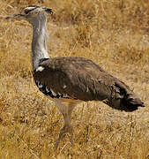 Kori Bustard