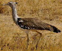 Kori Bustard