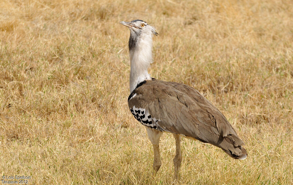 Kori Bustard