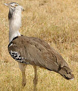 Kori Bustard