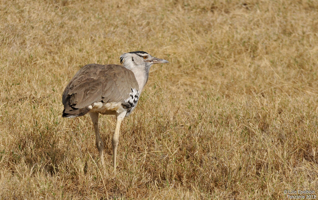 Kori Bustard