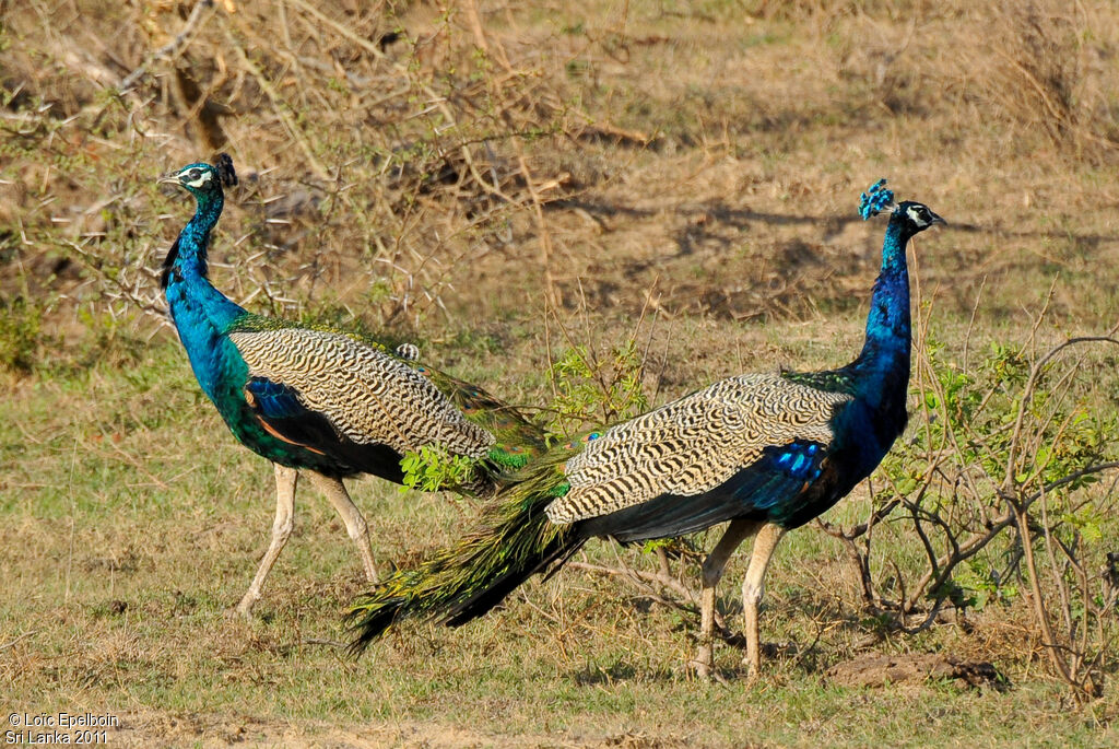 Indian Peafowl