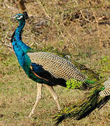 Indian Peafowl