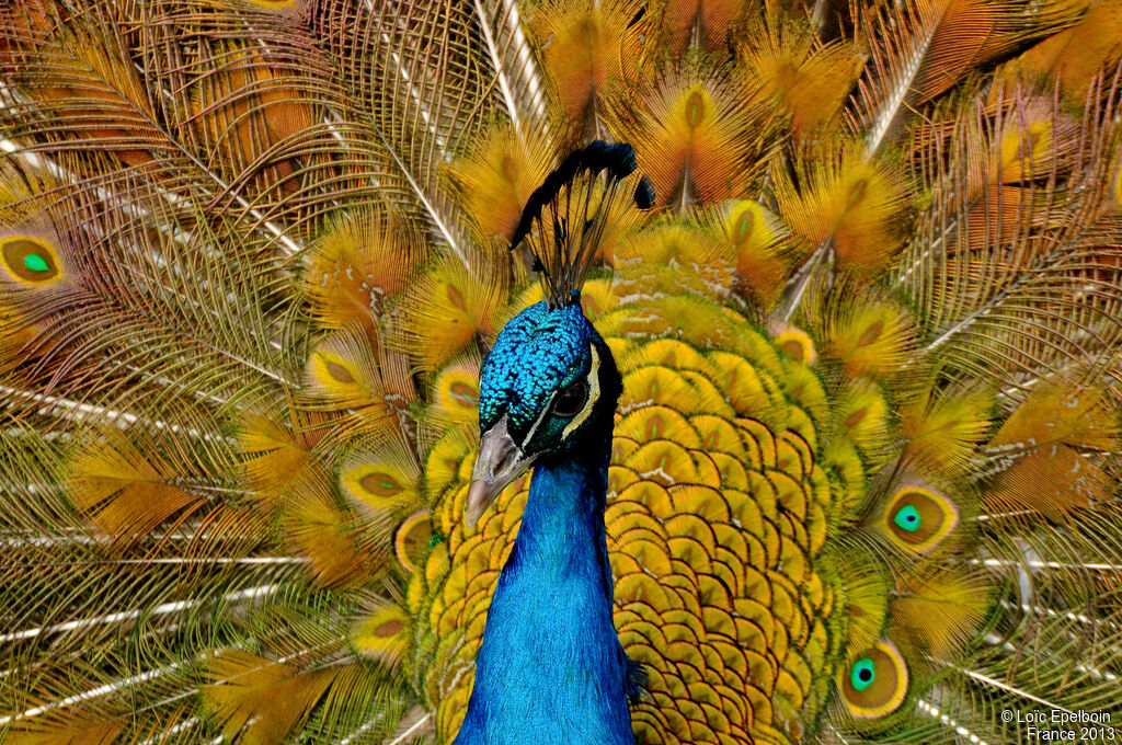 Indian Peafowl