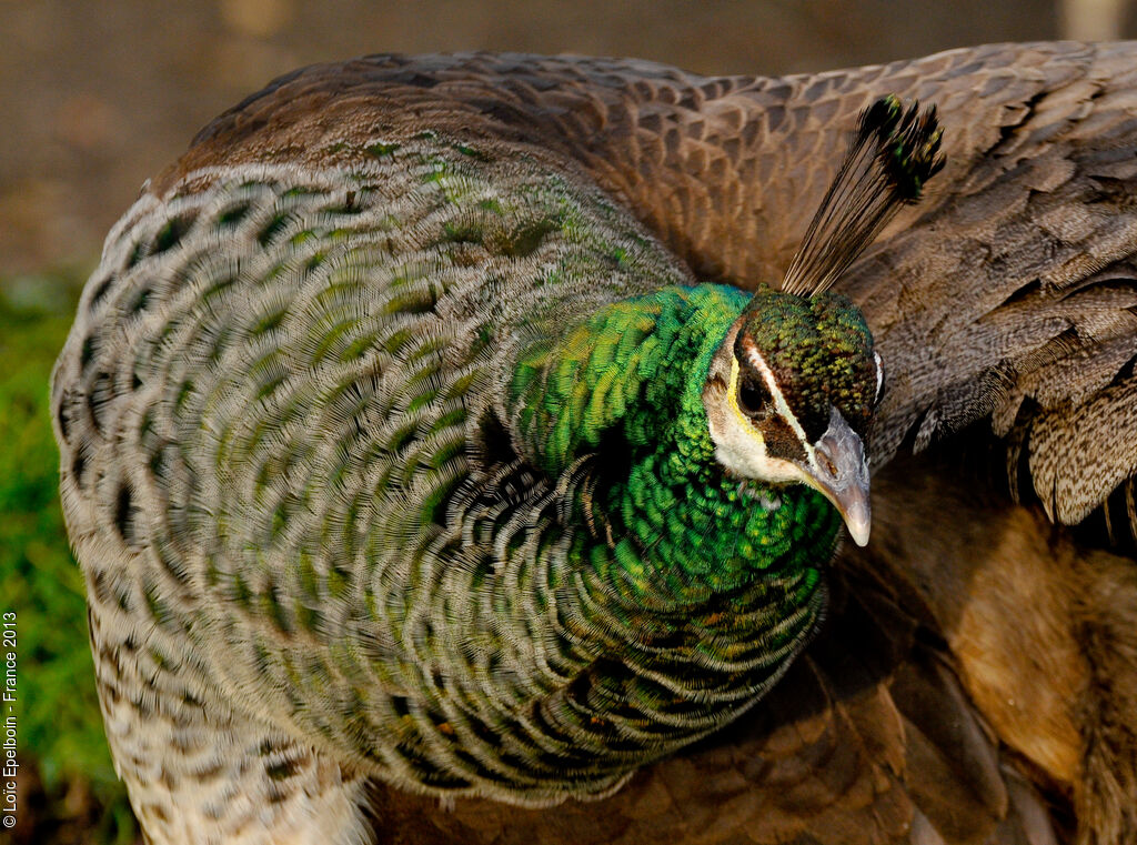 Indian Peafowl