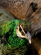 Indian Peafowl