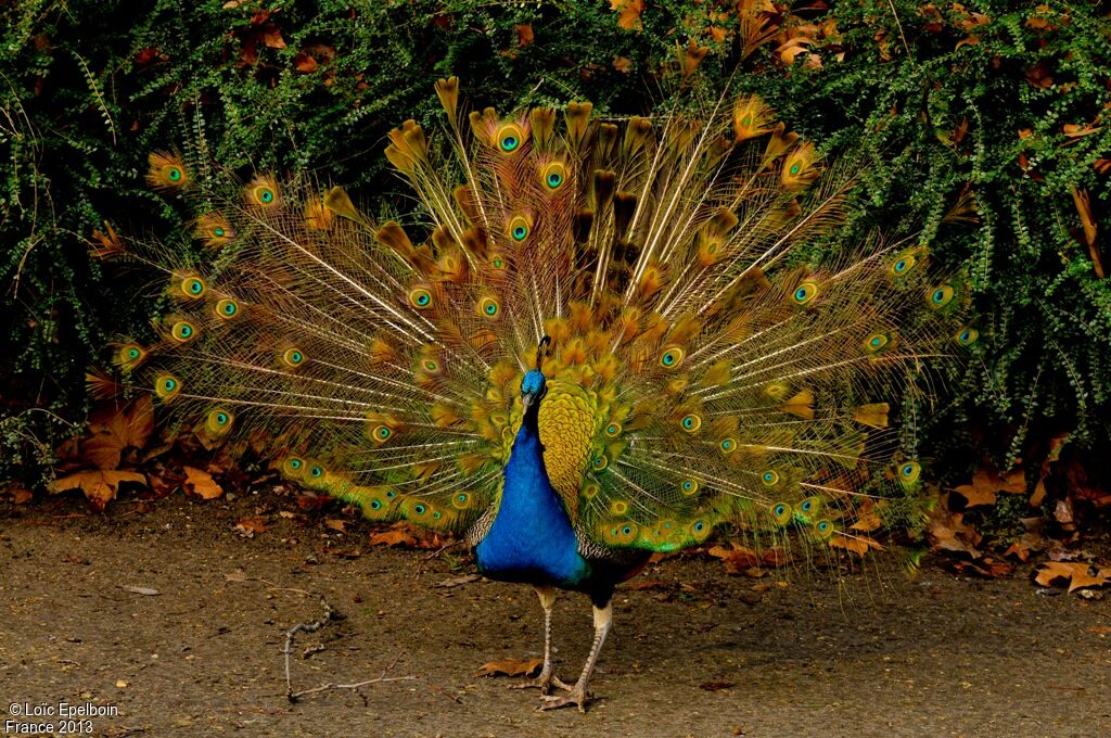 Indian Peafowl