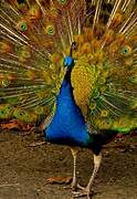 Indian Peafowl