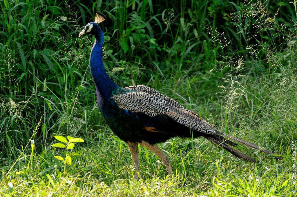 Indian Peafowl