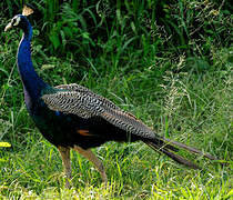 Indian Peafowl