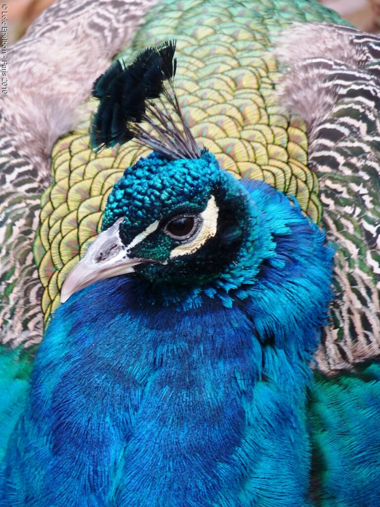 Indian Peafowl