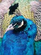 Indian Peafowl