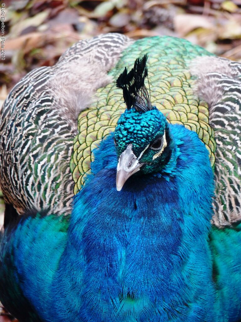 Indian Peafowl