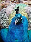 Indian Peafowl