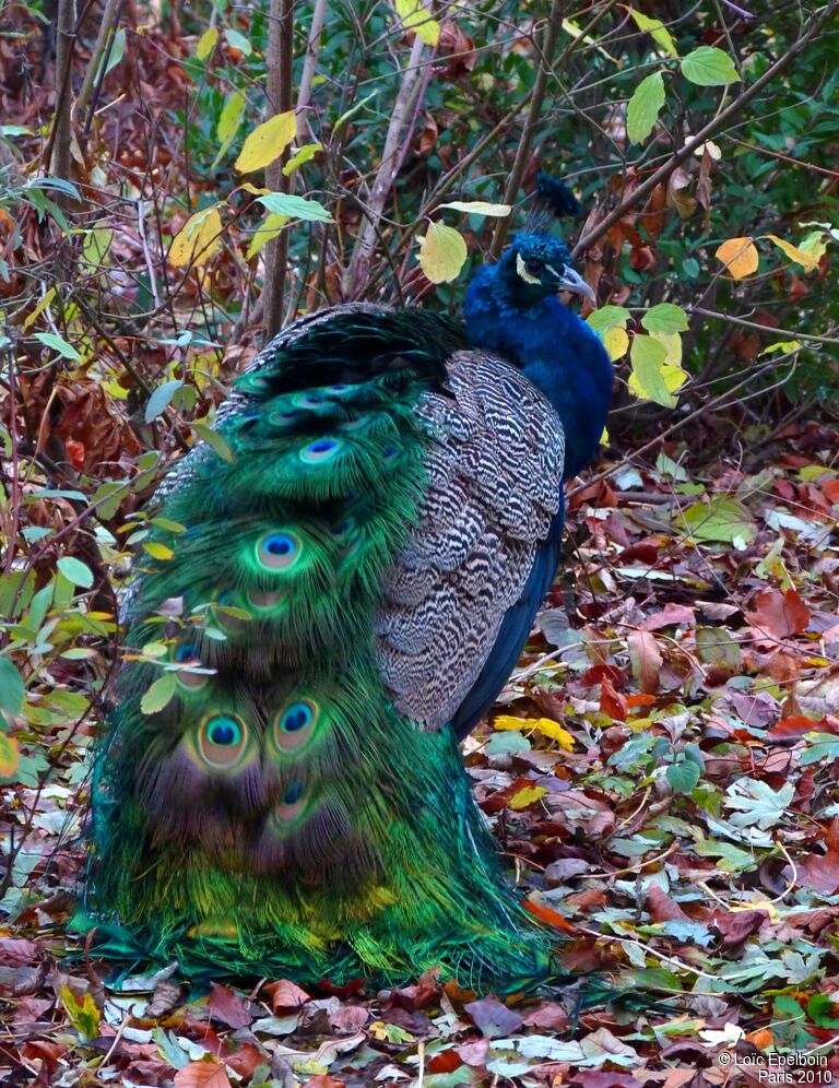 Indian Peafowl