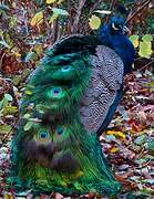 Indian Peafowl