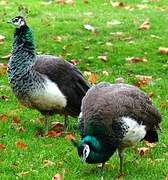 Indian Peafowl