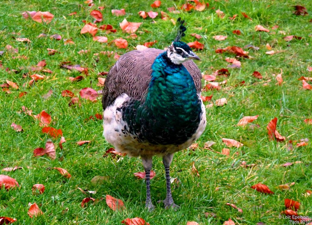 Indian Peafowl