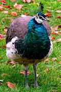 Indian Peafowl